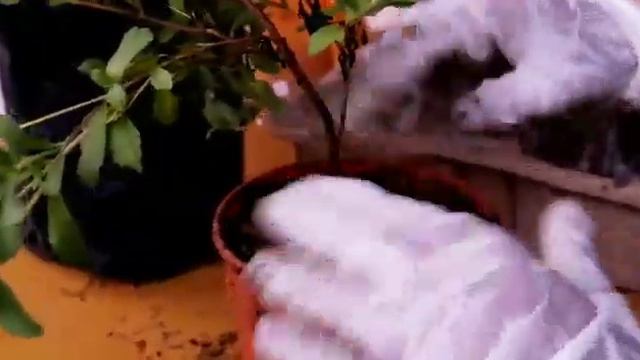 Stevia - Care And Propagation - Medicinal Plants 1