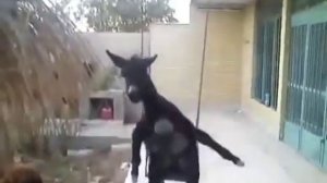 Прикол про осла.?? СМОТРЕТЬ ДО КОНЦА