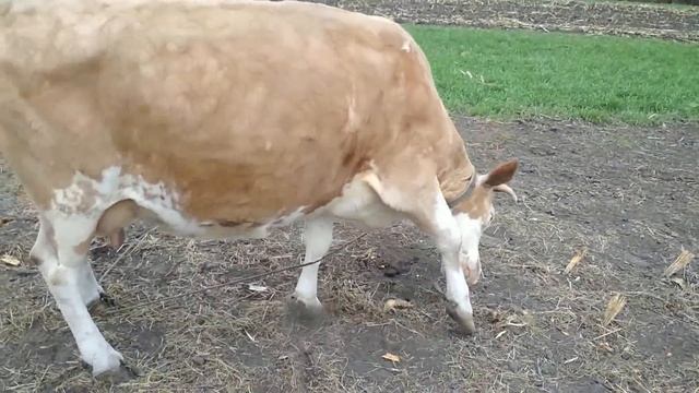 Выход мяса у быков. смотреть онлайн