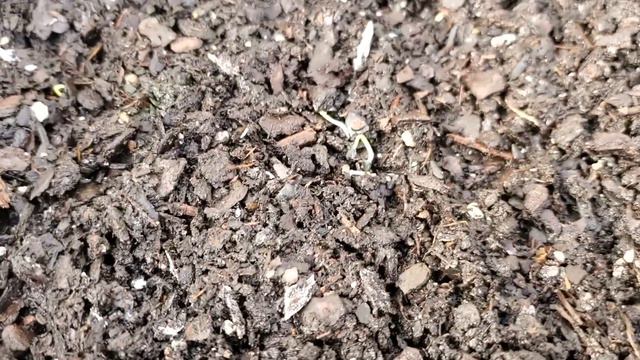 Growing In the Greenhouse: Lettuce, Kale, Onion, Cabbage, and Spinach / Seeds and Seedings смотреть онлайн