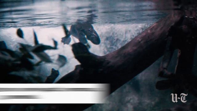 Platypuses debut at the San Diego Zoo Safari Park смотреть онлайн