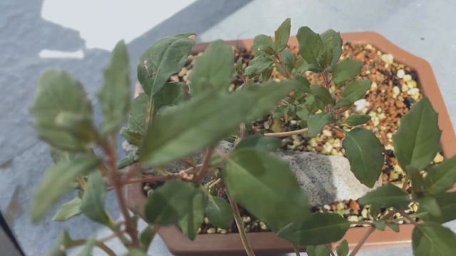 Rescued Fuchsia Pre Bonsai смотреть онлайн