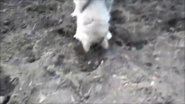 Аби помогает сажать картошку смотреть онлайн