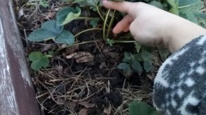 УХОД ЗА КЛУБНИКОЙ ОСЕНЬЮ. ПОДГОТОВКА К ЗИМЕ! ПОЛЕЗНЫЕ И ВАЖНЫЕ СОВЕТЫ!