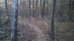 Коротенькое видео про сову и гуся