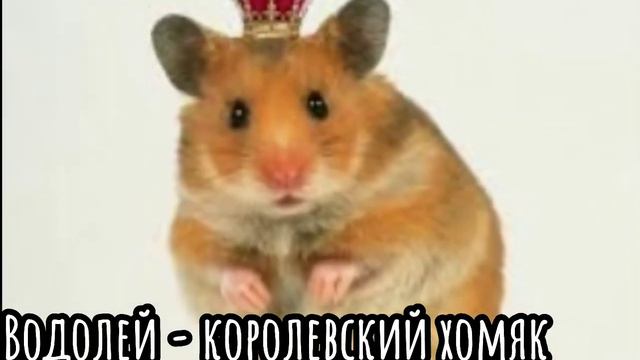 🐹 Какой ты хомяк по Знаку зодиака 🐹