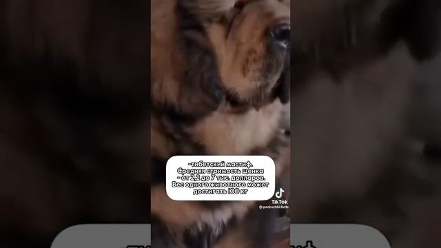 Тибетский Мастиф смотреть онлайн