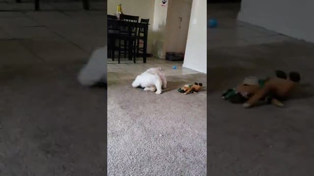 shih tzu's can't decide what toy they want to play with (super adorable) смотреть онлайн