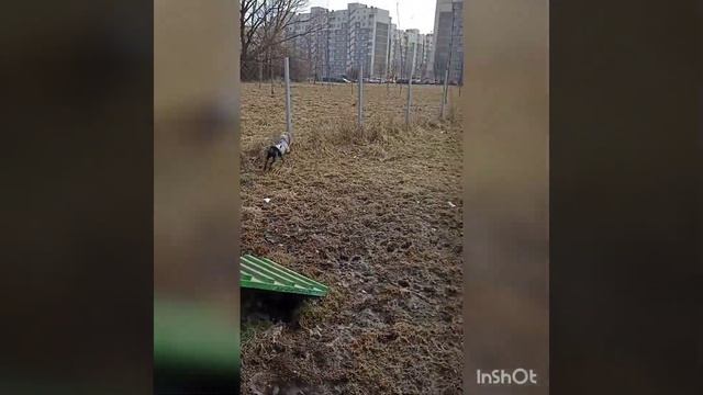 Территория для выгула собак. Первый раз на площадке для собак. смотреть онлайн