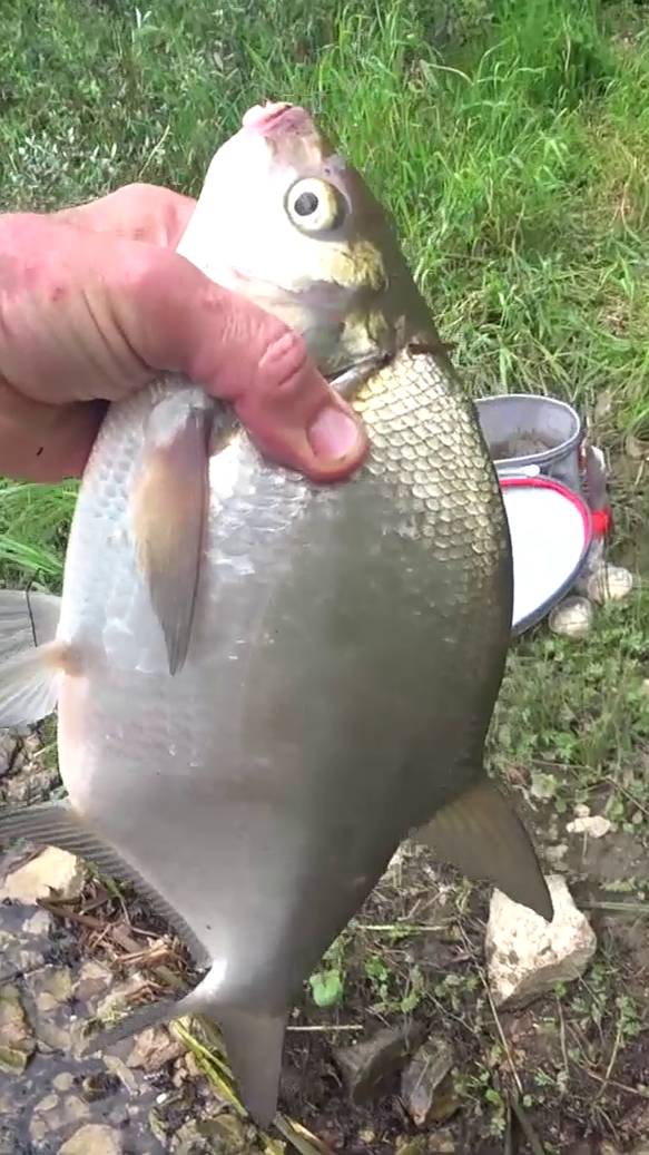 ЛЕЩ НА ФИДЕР. смотреть онлайн