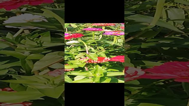 Любимые цинии