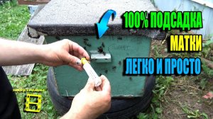 100% ПОДСАДКА ПЧЕЛИНОЙ МАТКИ ИЛИ К ЧЕМУ ПРИВОДЯТ ЭКСПЕРИМЕНТЫ. ЛЮБИТЕЛЬСКОЕ ПЧЕЛОВОДСТВО 23-26