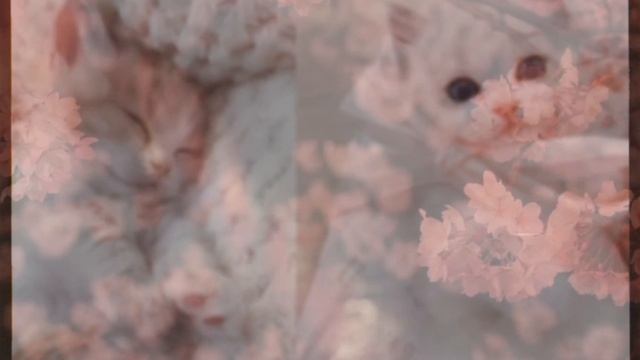 cat beauty subliminal ? кошачья красота саблиминал°•*°• смотреть онлайн