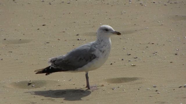 Море в Scheveningen смотреть онлайн