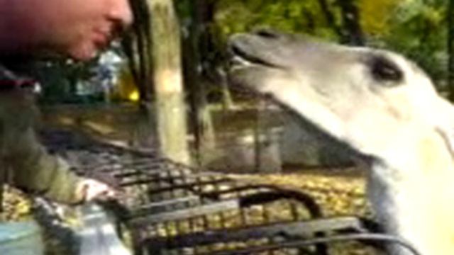 Наглая гуанако смотреть онлайн