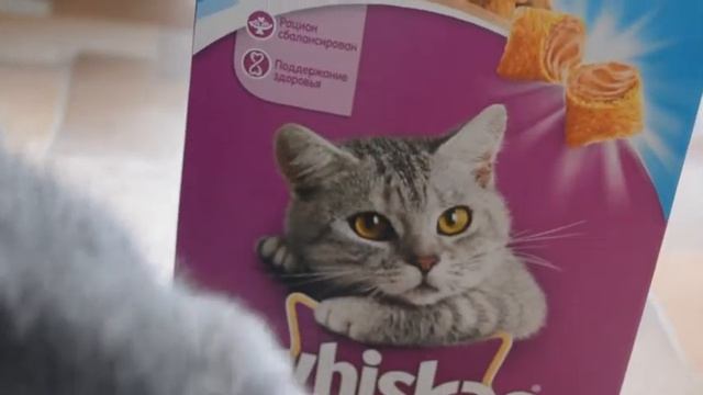 Лакомства для кошек . Покупки из зоомагазина для кошек. смотреть онлайн
