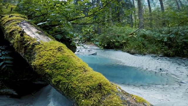 Утро на реке I Пение леса I Звуки Леса I Звуки природы I Пение птиц смотреть онлайн
