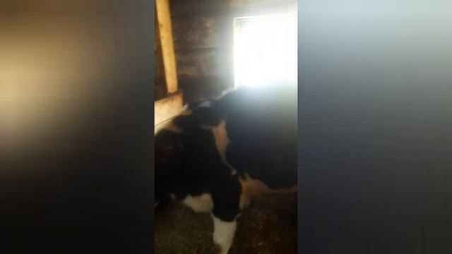 Наши коровы! Наш канал Молочные реки! смотреть онлайн