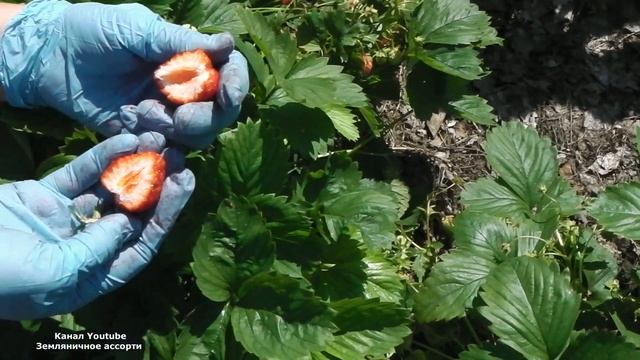 ЖЕМЧУЖИНА МОЕЙ КОЛЛЕКЦИИ .САМЫЙ ВКУСНЫЙ И УРОЖАЙНЫЙ СОРТ ЗЕМЛЯНИКИ ЖЕМЧУЖИНА смотреть онлайн