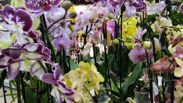 Много красивых орхидей и других растений в LETTO смотреть онлайн