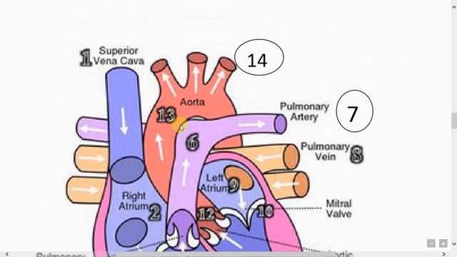Circulatory System|Function - Heart,SA Node,Blood Vessels|Blood flow|Types of Circulation|Heart Bea смотреть онлайн