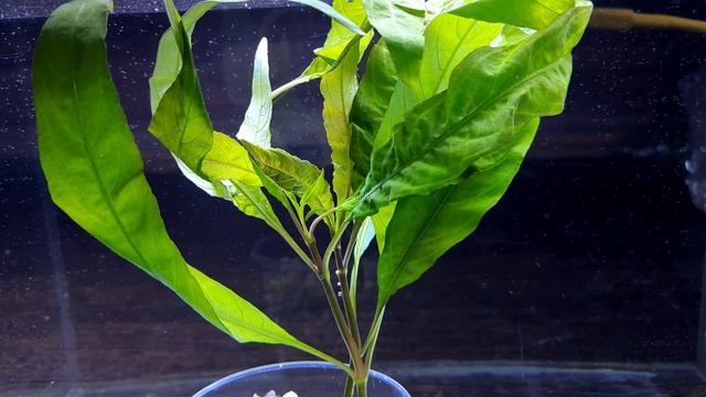 ГИГРОФИЛА АНГУСТИФОЛИЯ РУБРА. Hygrophila Angustifolia Rubra. СЕКРЕТЫ СОДЕРЖАНИЯ В АКВАРИУМЕ