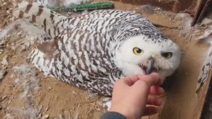 Полярная сова на кладке