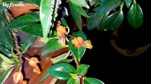 Нематантус.Уход в домашних условиях.