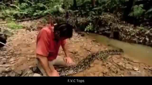 Biggest Anaconda and Python Found on Earth - Most Amazing Wild Animal Attacks смотреть онлайн