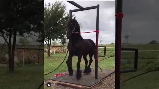 Беговая дорожка раз два ????? смотреть онлайн