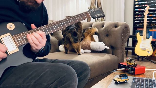 Comfortably Numb Solo (feat. unexpected cat fight) смотреть онлайн