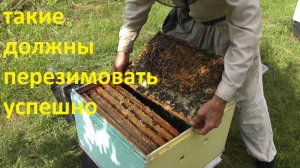 мои племенные матки перед зимовкой