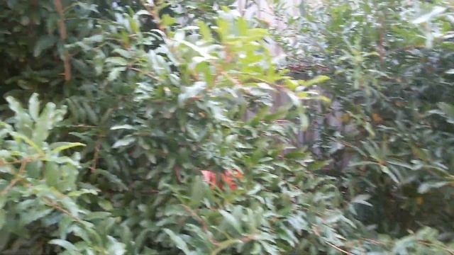 Гранат из семян.сорт Ханский