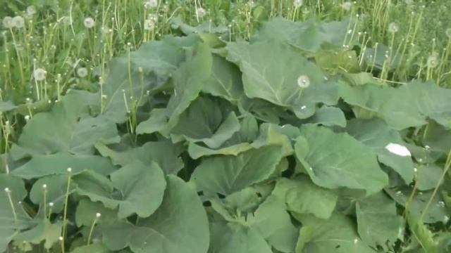 WIN ЧИСТОТА И ЗАЩИТА ОТ ХЛОРА ДЛЯ КОЖИ И ВОЛОС! смотреть онлайн