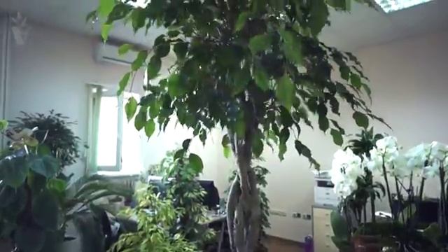 ARTPLANTS - Фикус экзотика коса гигант смотреть онлайн