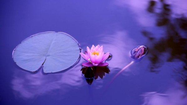 Lotus - 1 hour Meditation Music