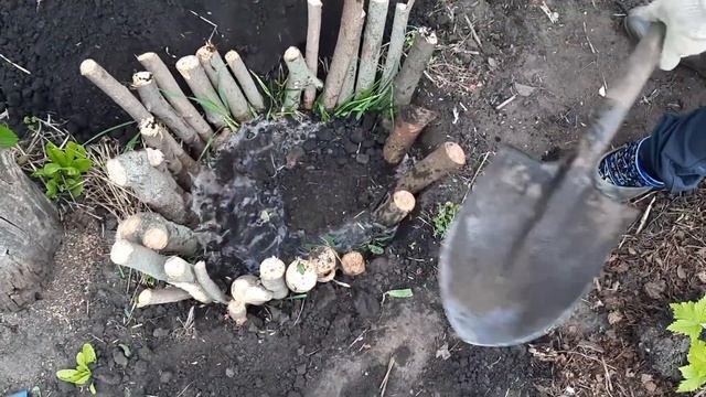 Только так сажаю куст смородины,и не только!!! смотреть онлайн