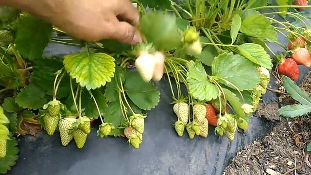 Вкусный сорт клубники Азия. смотреть онлайн