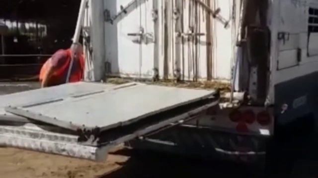 Экспорт племенных животных с Эстонии. Бухарская обл., Узбекистан. Сентябрь, 2020 смотреть онлайн