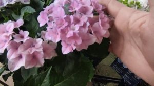 Гортензии серии Switch?Обзор сортов?01.08.2023