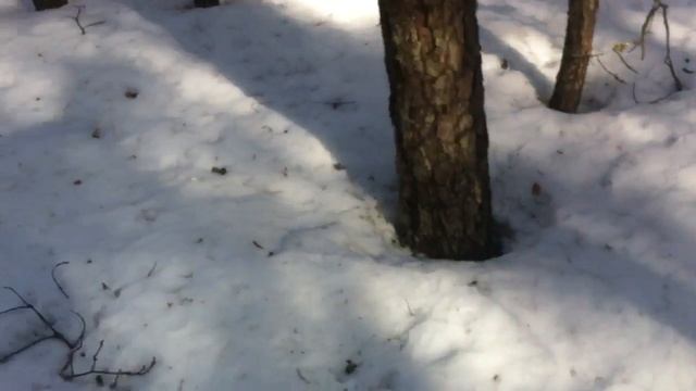 Чертежи глухаря смотреть онлайн