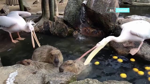 Подборка приколов на ночь. Лучшая подборка с животными. Животный мир топ смотреть онлайн