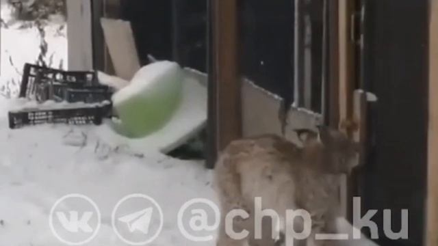 Молодая рысь забрела в частный сектор Каменска-Уральского смотреть онлайн