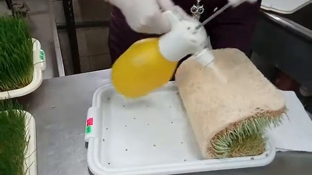 Подлесная Юлия. Витграсс. проращивание пшеницы 7 день - (ч.4) смотреть онлайн