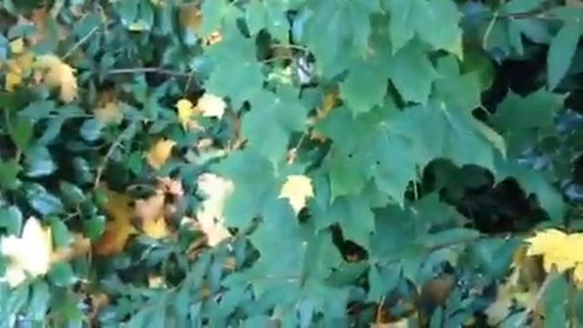 Листопад... смотреть онлайн