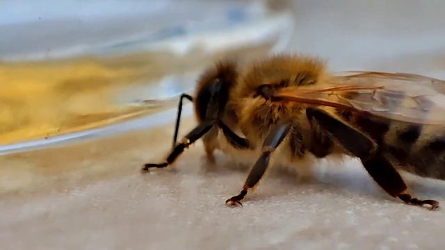 26.10.2023. Приятные моменты жизни...@Zaur_Devetov смотреть онлайн