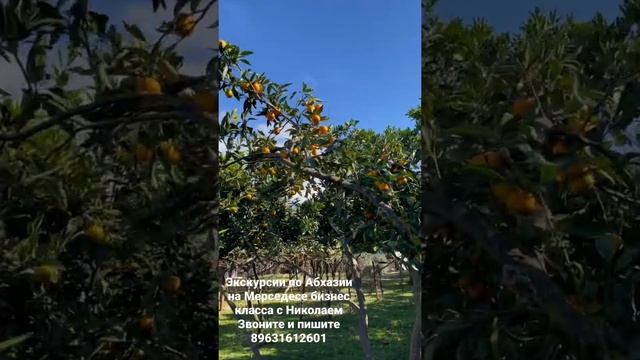 Экскурсия Абхазия , сейчас время сбора урожая мандарины и хурма. смотреть онлайн