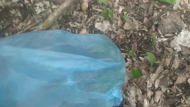 SREMUS | Allium ursinum| medvedji luk(samonikla biljka koja razredjuje krv) #srbija #srbija смотреть онлайн