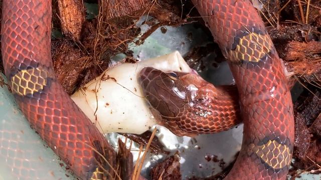 Oligodon purpurascens смотреть онлайн