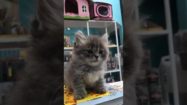 Teacup Cats ~ Adorable Munchkin Cats and Kittens ~ Cute and Funny Cats and Kittens Videos смотреть онлайн
